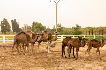 A herd of camels on a camel farm on a dusty day in Bou Saâda, Algeria.