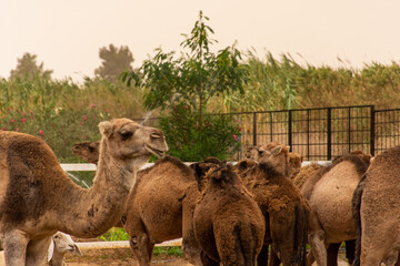 A herd of camels on a camel farm on a dusty day in Bou Saâda, Algeria.