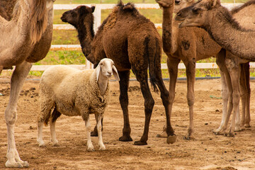 A sheep between a herd of camels on a camel farm on a dusty day.
