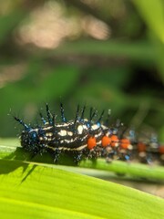 Doleschalia Polibete caterpillars eat fresh leaves with long hair