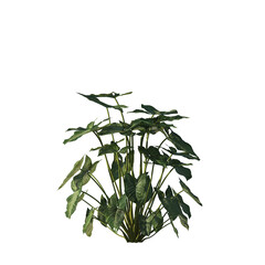 Syngonium podophyllum, arrowhead plant, arrowhead vine, arrowhead philodendron, goosefoot, nephthytis, African evergreen, American evergreen, small tree, bush, easy to use, 3d render, isolated