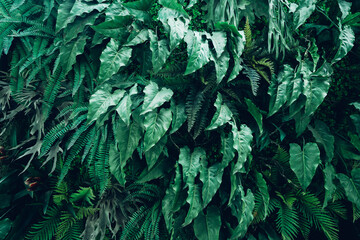 Group of background tropical green leaves texture. Natural green wallpaper and background. Green of Nature wallpaper..