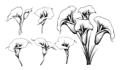 Calla lilies set sketch hand drawn Vector illustration Garden flowers - obrazy, fototapety, plakaty