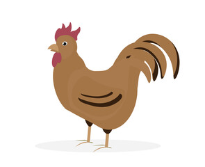 Rooster vector illustration Standing. Side view. Flat illustration. farming, agricultural species 