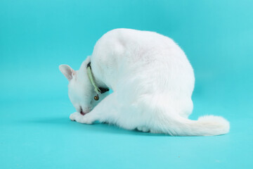 Fototapeta premium Khao Manee Cat