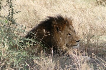 Beautiful Lions in the Serengeti National Park - Tanzania, Africa