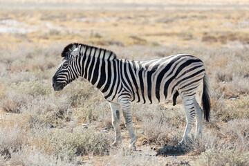 Fototapeta na wymiar Side view of male plains zebra standing in field during a sunny afternoon, Etosha National Park, Namibia