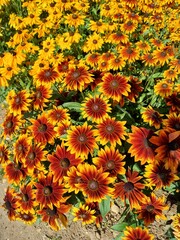 Different colours of rudbeckia hirta, patch of rudbeckia flowers, Suffolk, UK, summer 2023 - obrazy, fototapety, plakaty