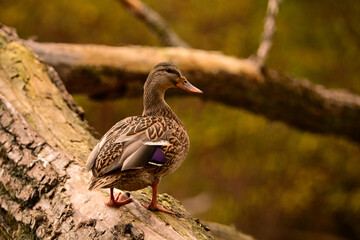 Close up portrait of a female Mallard Duck perched on a fallen tree along a river