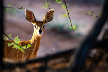 Steenbok (Raphicerus campestris) in the Kgalagadi Transfrontier Park