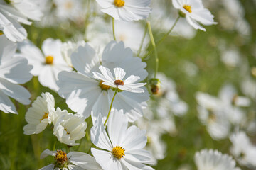 Beautiful wild flowers camomiles flowers in the field