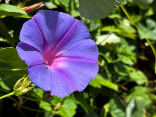 紫色のノアサガオの花