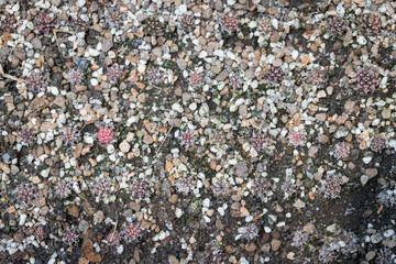 Plant cactus seeds Gymnocalycium