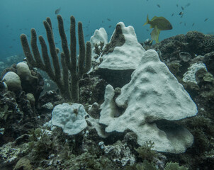 Blanchiment des coraux à cause du réchauffement climatique. - obrazy, fototapety, plakaty