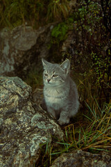 Naklejka na ściany i meble cute kitten in the forest, resting in the shade