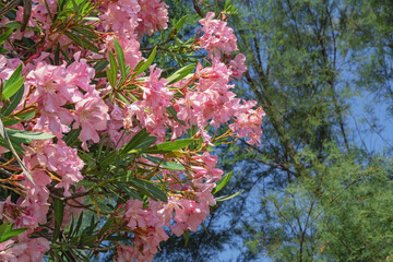 Beautiful pink flowers of oleander tree ( Nerium oleander )  on sunny summer day