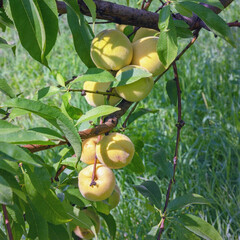 Branch of almond tree with leaves and fruit on sunny autumn day