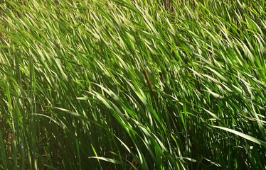 Obraz premium A lot of stems from green reeds. Unmatched reeds with long stems