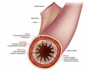 Small Intestine Diagram. Cross-section of a typical segment of the intestinal wall showing the layers: mucosa, submucosa, muscularis, and serosa.