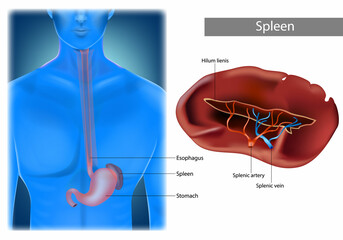 Illustration of Human Spleen Anatomy. Location Of Spleen In Body. Realistic illustration