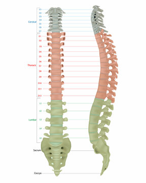 Human Skeleton Anatomy.Vertebral Column of Human Body Anatomy diagram including all vertebra cervical thoracic lumbar sacral and coccygeal