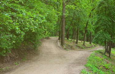 Divergence of paths in the forest. Crossroads among many trees