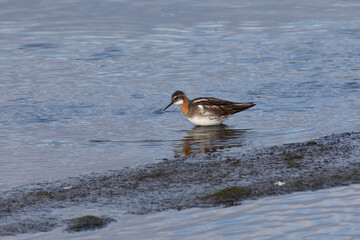 Red-necked phalarope stands in the water