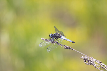 Dragonfly sits on dry grass on a green background close up