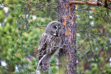 Great gray owl sitting on a tree branch close-up