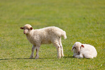 Two little cute lambs on green grass