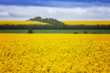 Obraz premium Field of blooming rapeseed on a summer day