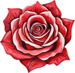red rose watercolor