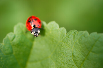ladybug (Coccinellidae) on parsley stem and green background..