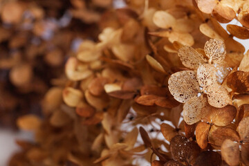 Closeup of dried delicate skeleton leaves petals of hydrangea flowers blooms  on a blurred...