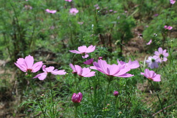 コスモス
