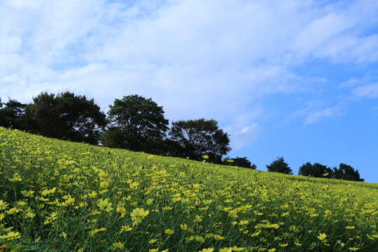 国営昭和記念公園,昭和記念公園,立川市,立川,東京,関東地方,関東,秋,花,咲く,秋桜,コスモス,自然,植物,草花,屋外,園芸,ガーデニング,庭,花畑,緑,黄色,キバナコスモス,レモンブライト,花園