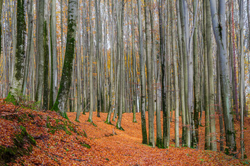 Jesień w lesie buków na Warmii w północno-wschodniej Polsce - obrazy, fototapety, plakaty