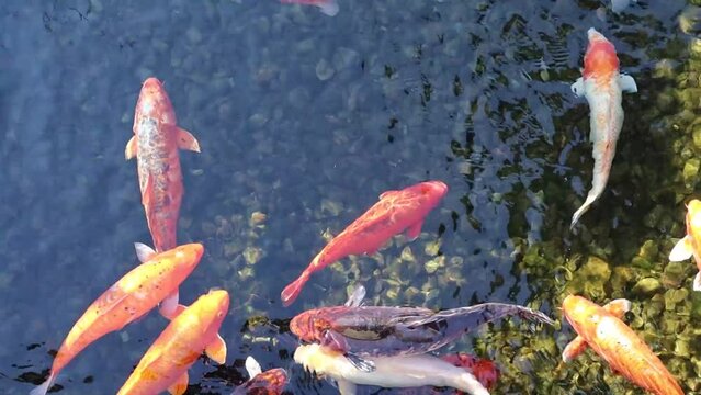 fish swimming in a pond. Goldfish.