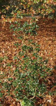 Jeune plant de houx commun (Ilex aquifolium) &agrave; fructification hivernale rouge et feuillage vert brillant &agrave; bords &eacute;pineux et lisse plant&eacute; comme haie d&eacute;corative dans un parc