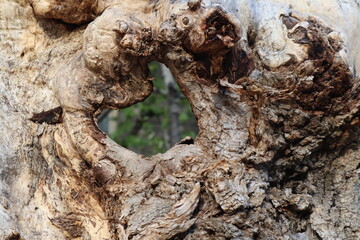 Close-up of a tree root. A hole in the stump.