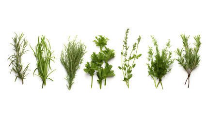 herbs isolated on white background. mint, basil, sage, thyme, parsley, dill, rosemary