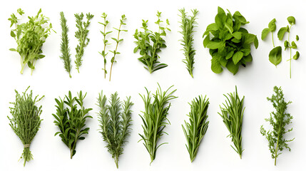 herbs isolated on white background. mint, basil, sage, thyme, parsley, dill, rosemary, etc.