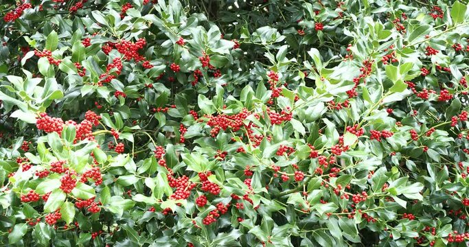 (Ilex aquifolium) Arbuste houx commun au port buissonneux, ramifications dense garni de grappes de drupes rouges sur des rameaux au feuillage vert brillant épineux
