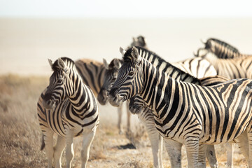 Fototapeta na wymiar Side selective focus view of small herd of plains zebras standing in field during a sunny afternoon, Etosha National Park, Namibia