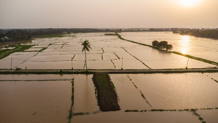 rice fields