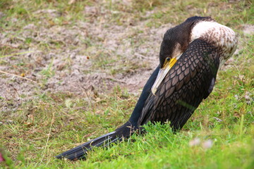 Great cormorant (Phalacrocorax carbo)