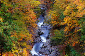 紅葉の渓流