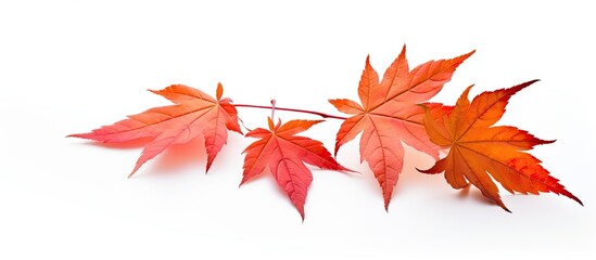 Maple leaf that is colored in stunning shades of red and orange
