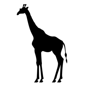 Giraffe black icon on white background. Giraffe silhouette