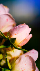 Fleur 